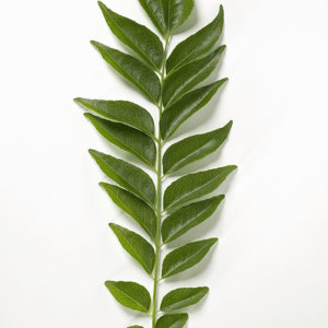 Curry Leaves (Karvey Paku)