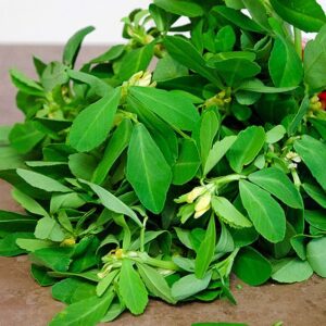 Fenugreek Leaves (Menthi Aakulu)