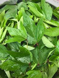 Sorrel (Gongura)
